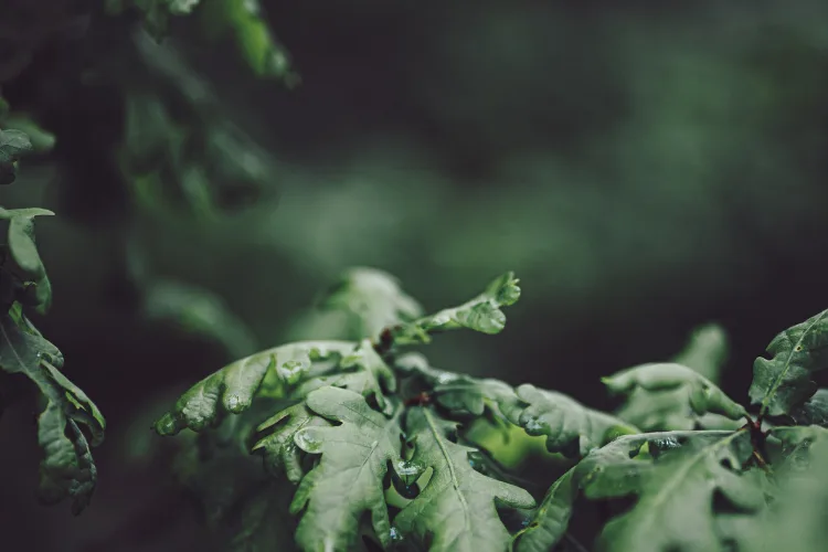 Trusty Oak team celebrating four years in business with US-based virtual assistants