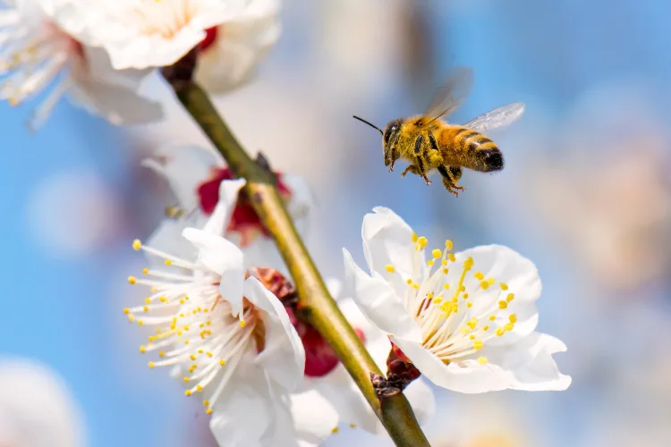 Nonprofit leader engaging donors through virtual fundraising events and peer-to-peer campaigns